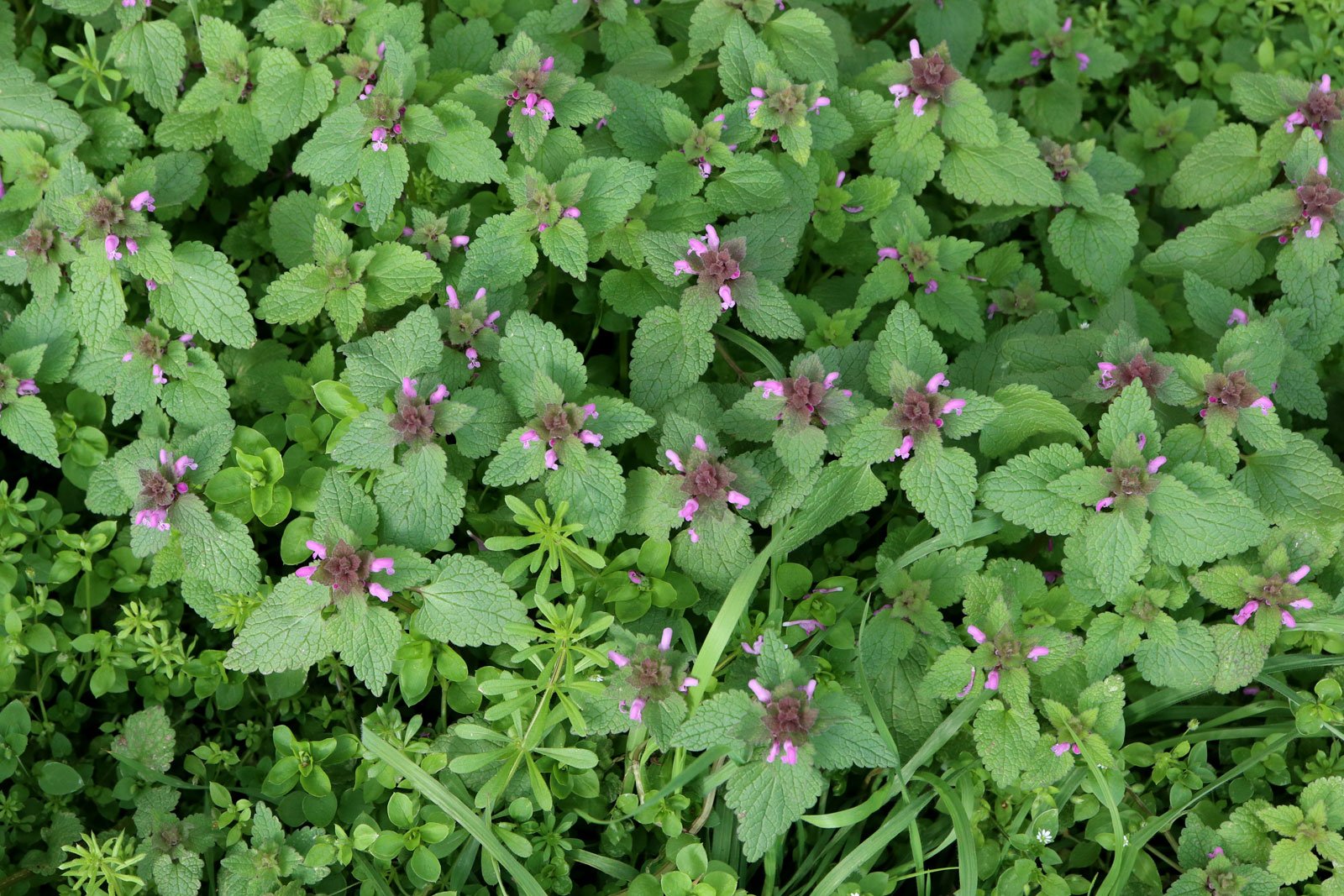 Lamium purpureum