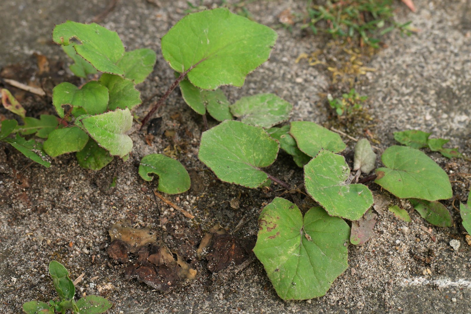 Tussilago farfara