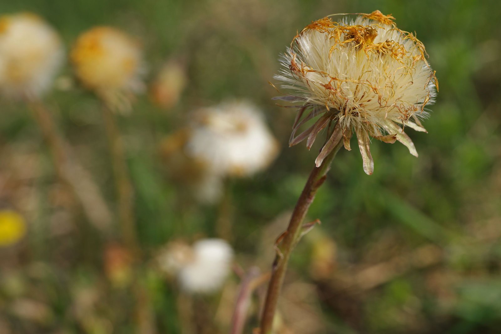 Tussilago farfara