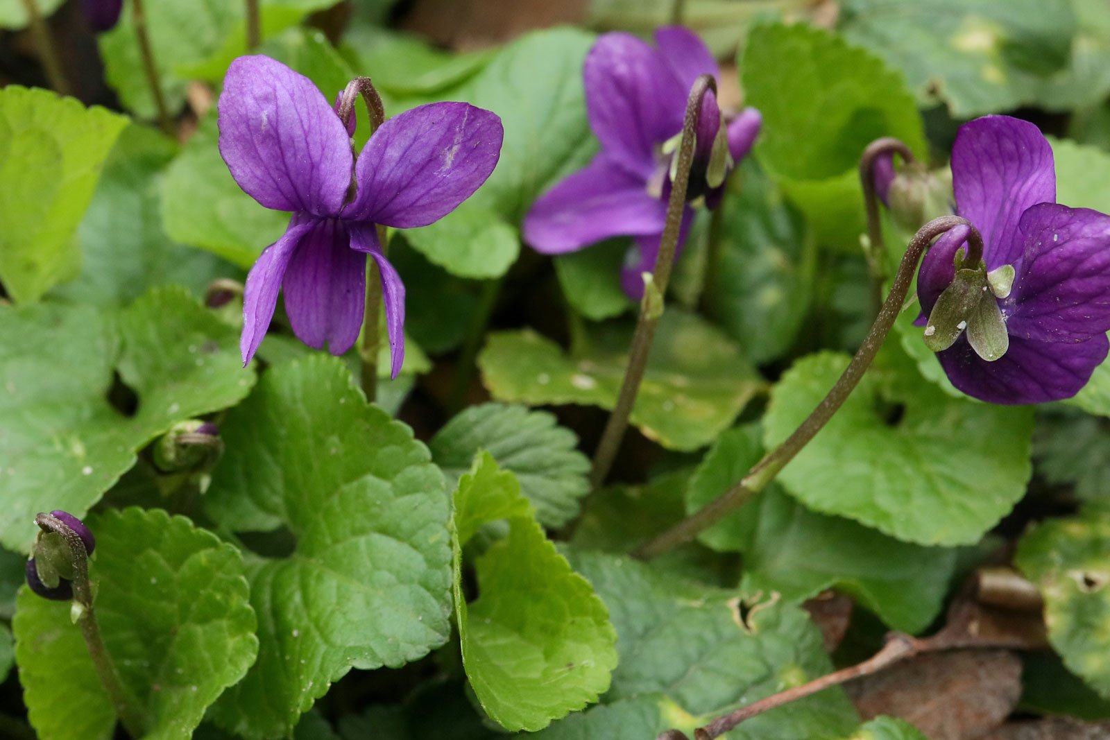 Viola odorata