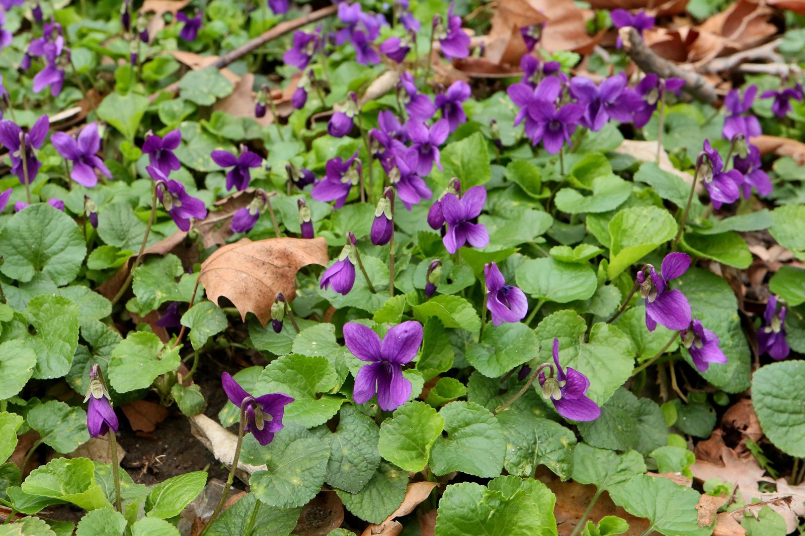 Viola odorata