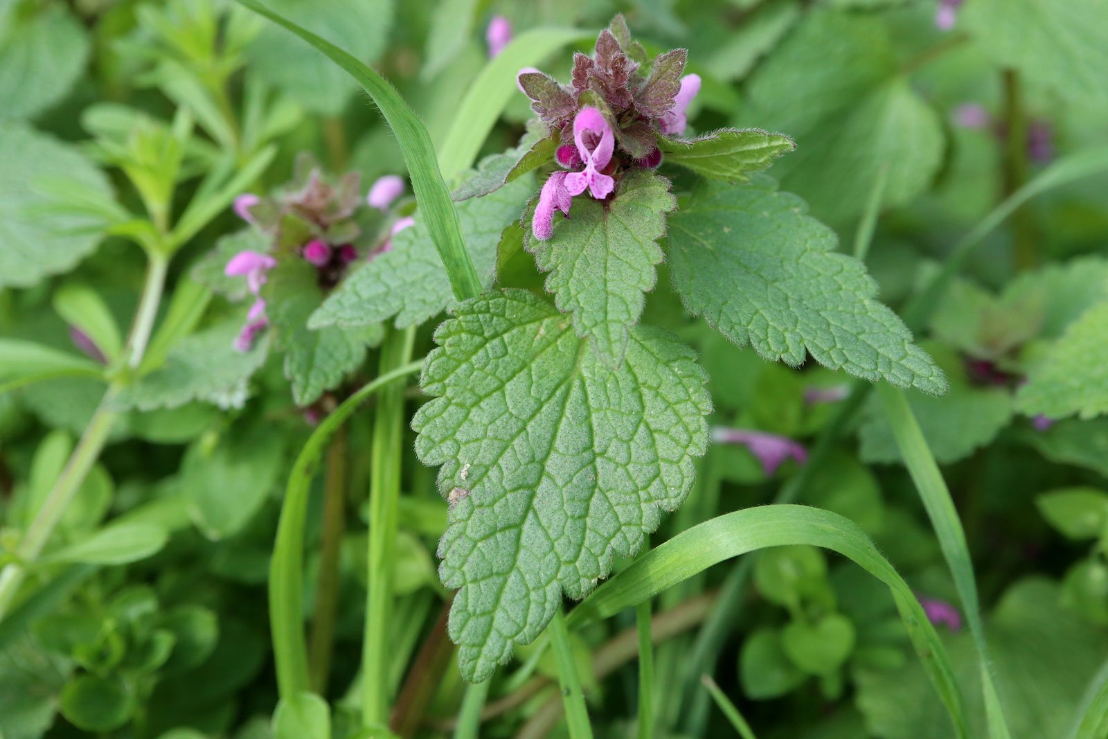 Lamium purpureum