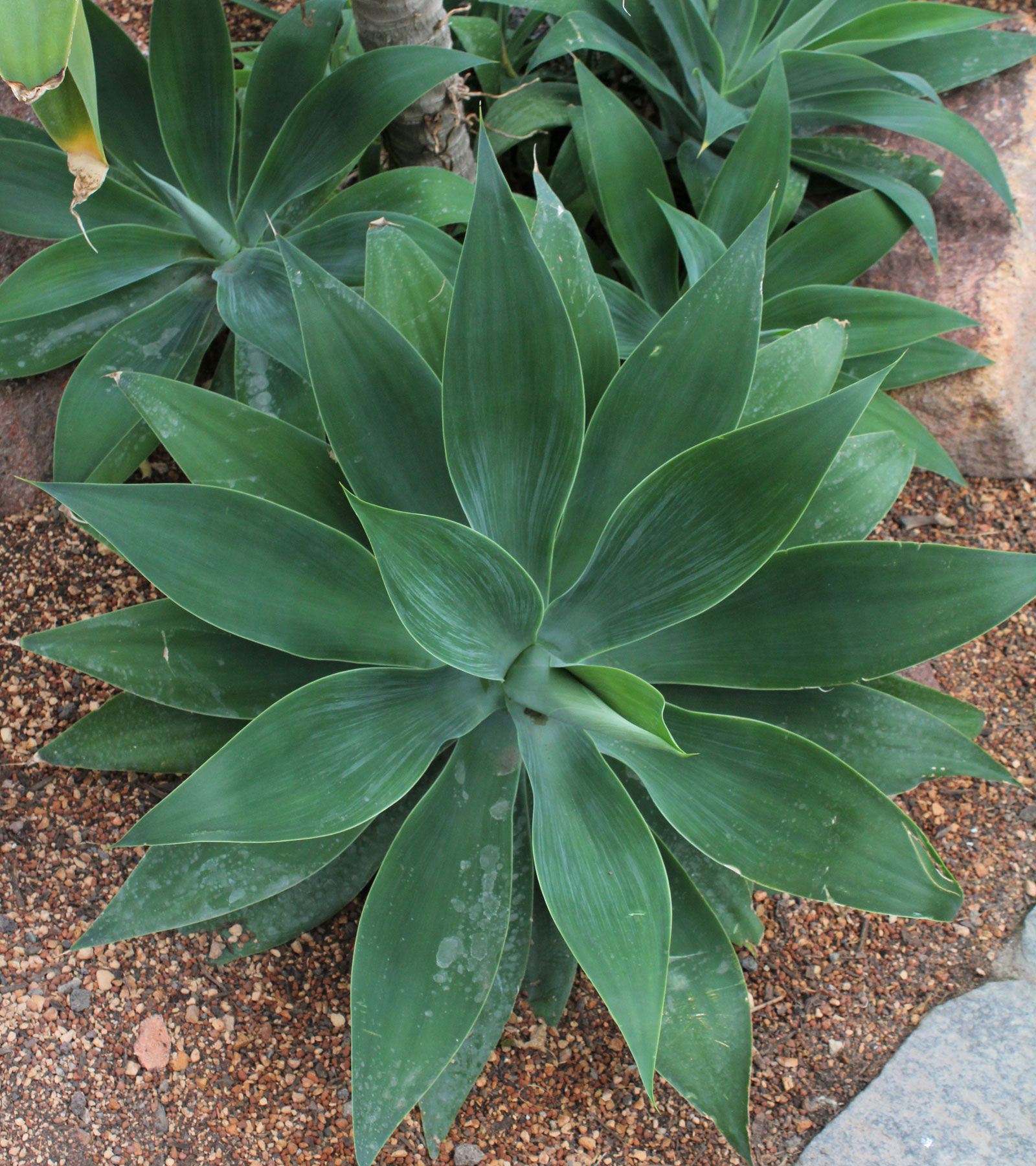 Agave attenuata