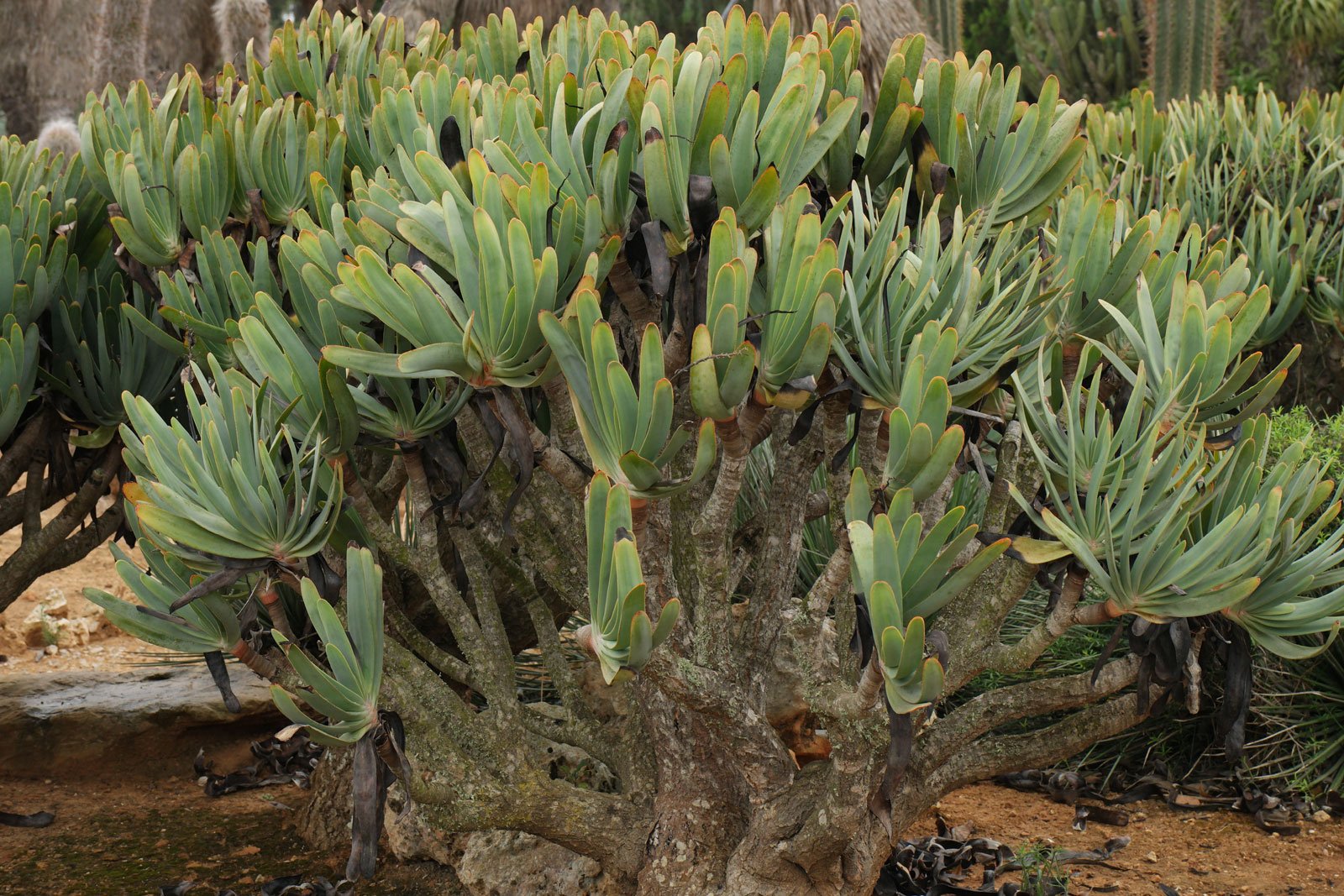 Aloe plicatilis