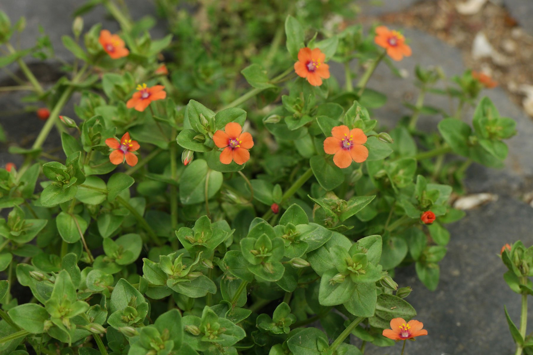 Anagallis arvensis