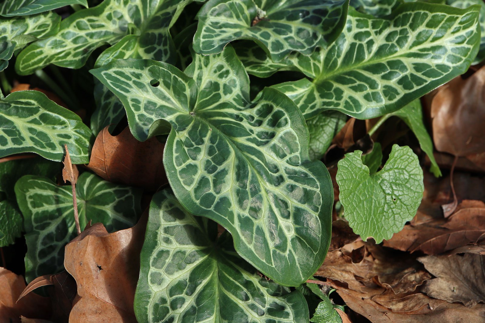 Italian Arum, Italian Cuckoo Pint (Arum italicum)