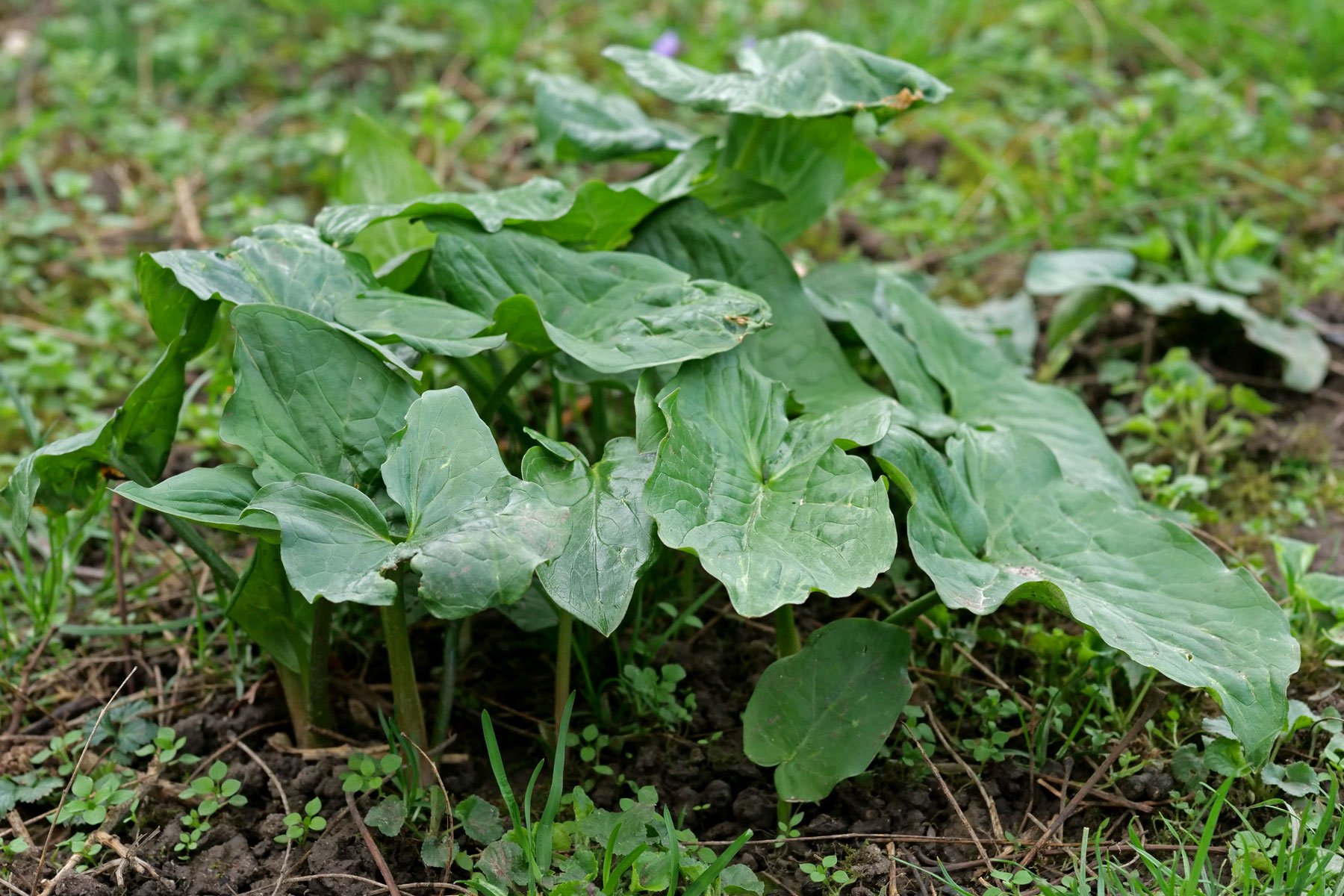 Arum maculatum