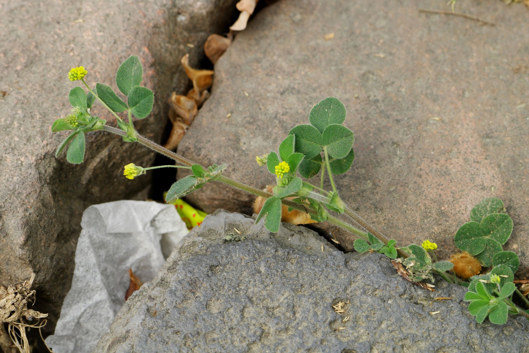 Black Medick on a parking lot