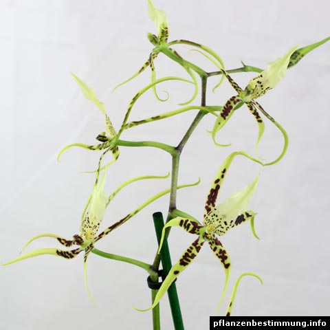 Brassia