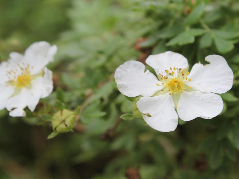 Bush Cinquefoil