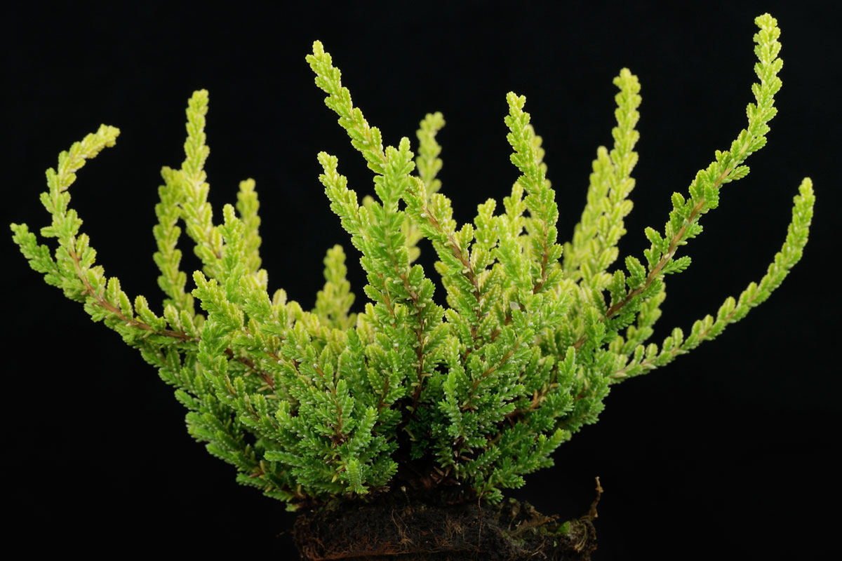 Calluna vulgaris Zeta