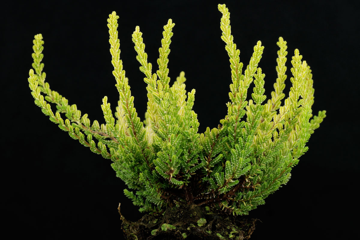 Calluna vulgaris Zeta