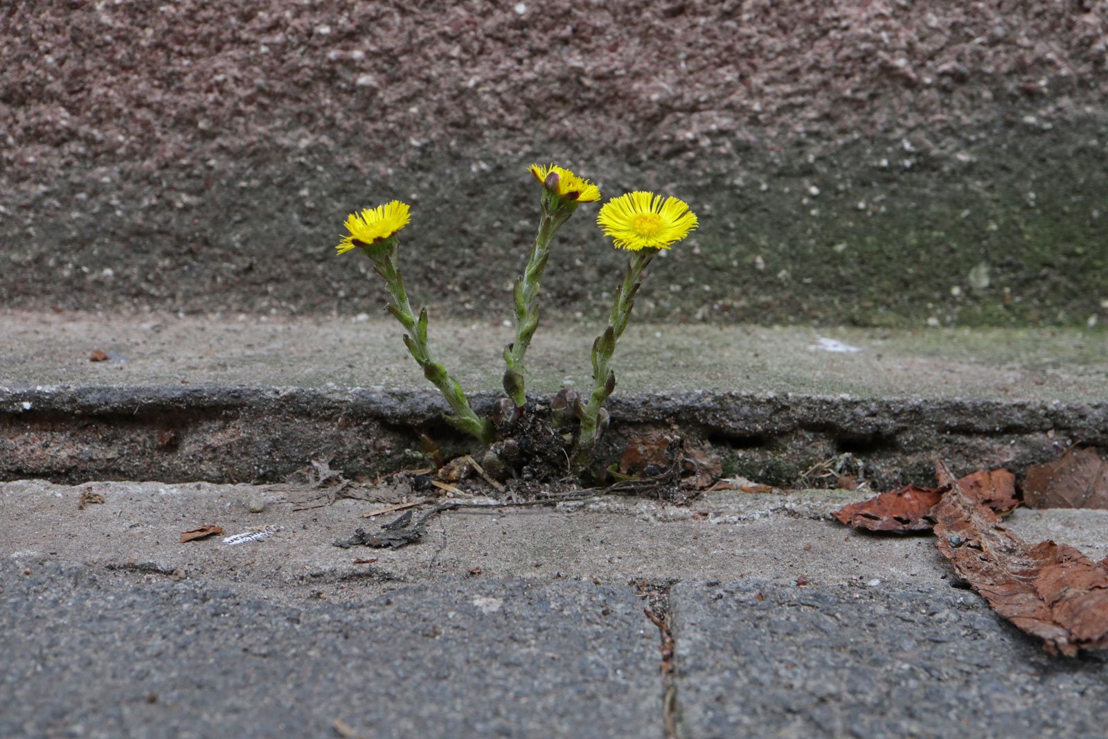 Coltsfoot in front of house wall