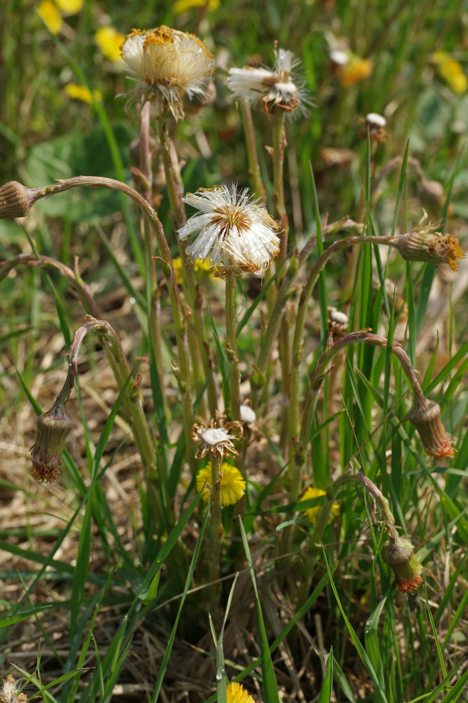 Coltsfoot