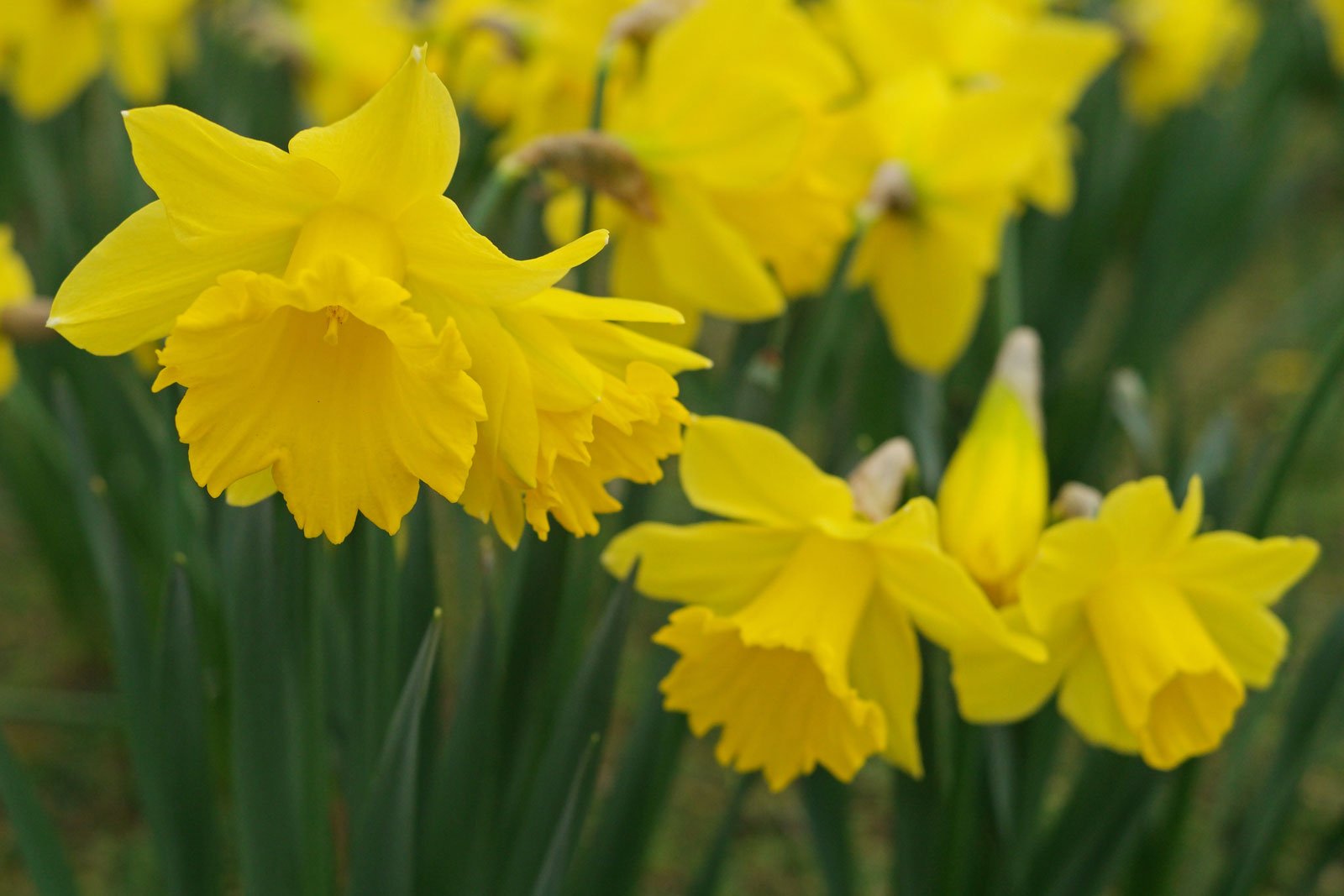 Common Daffodil Narcissus pseudonarcissus