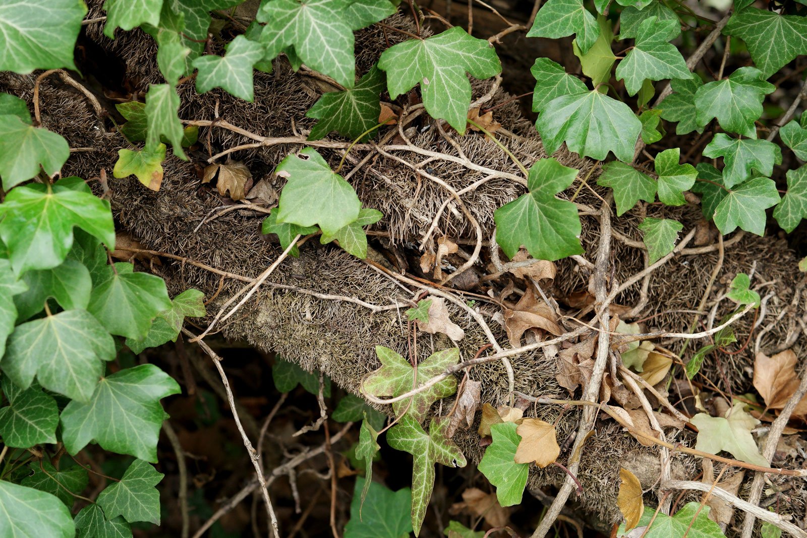 Common Ivy aerial roots