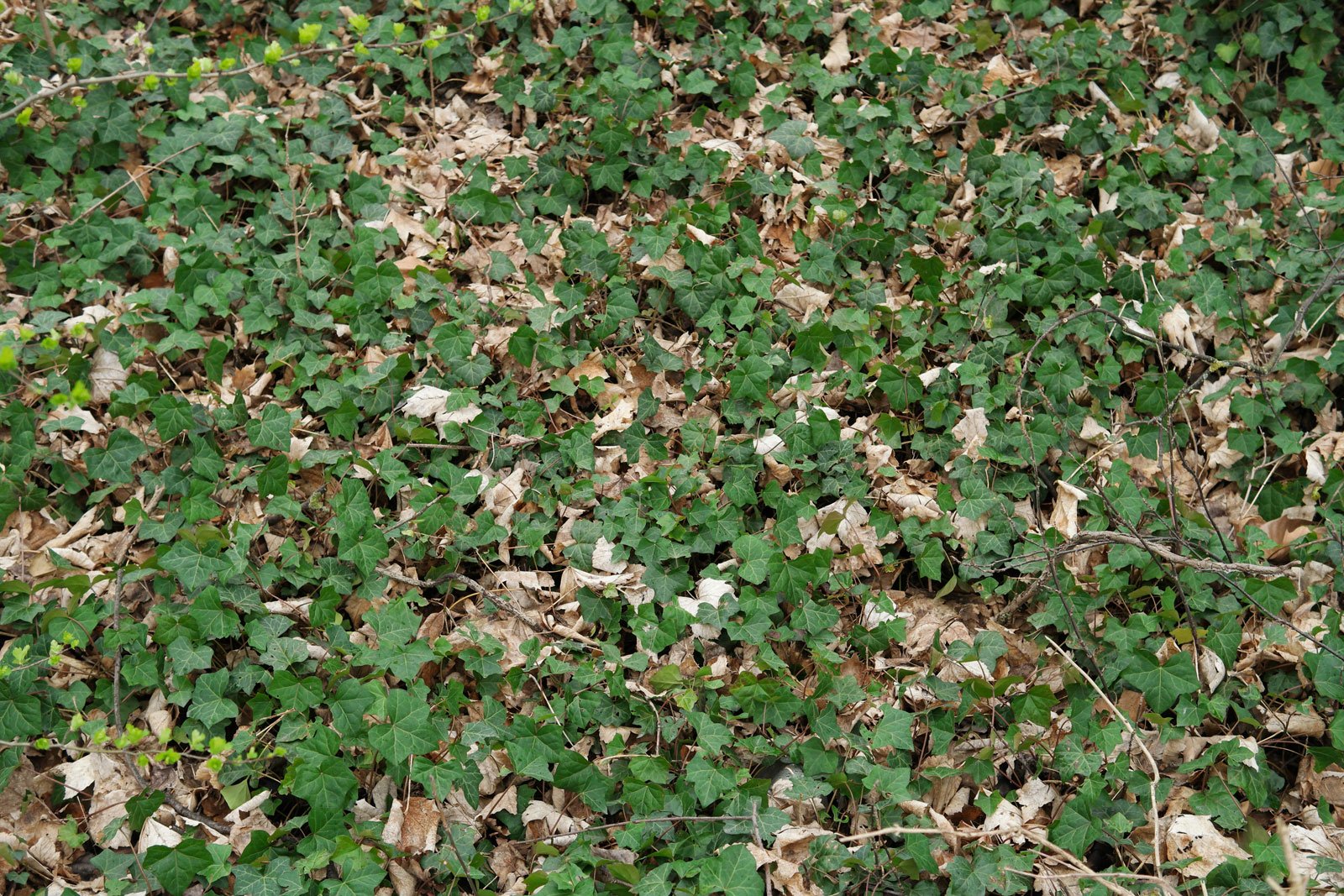 Common Ivy ground cover