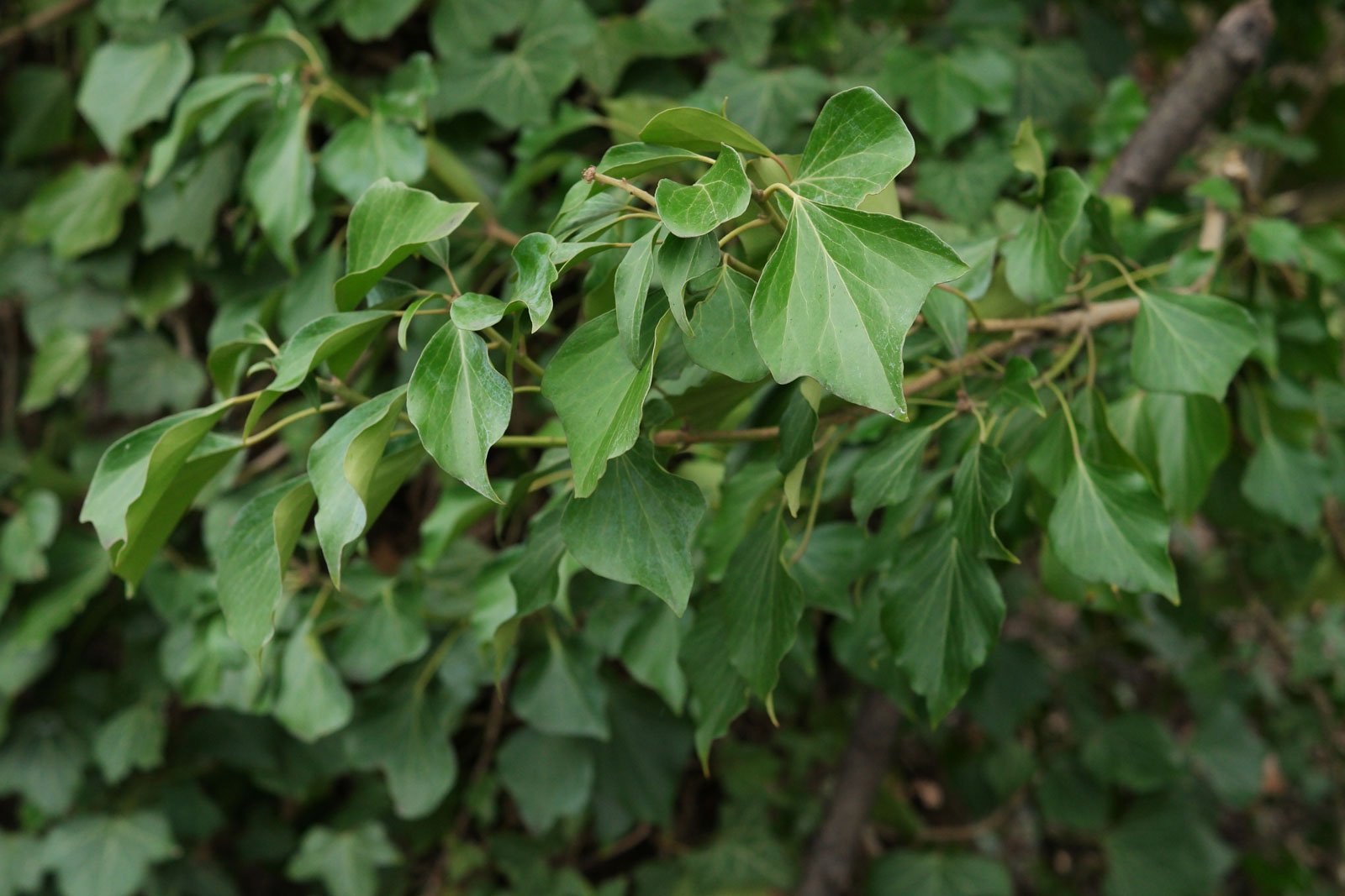 Common Ivy leaves