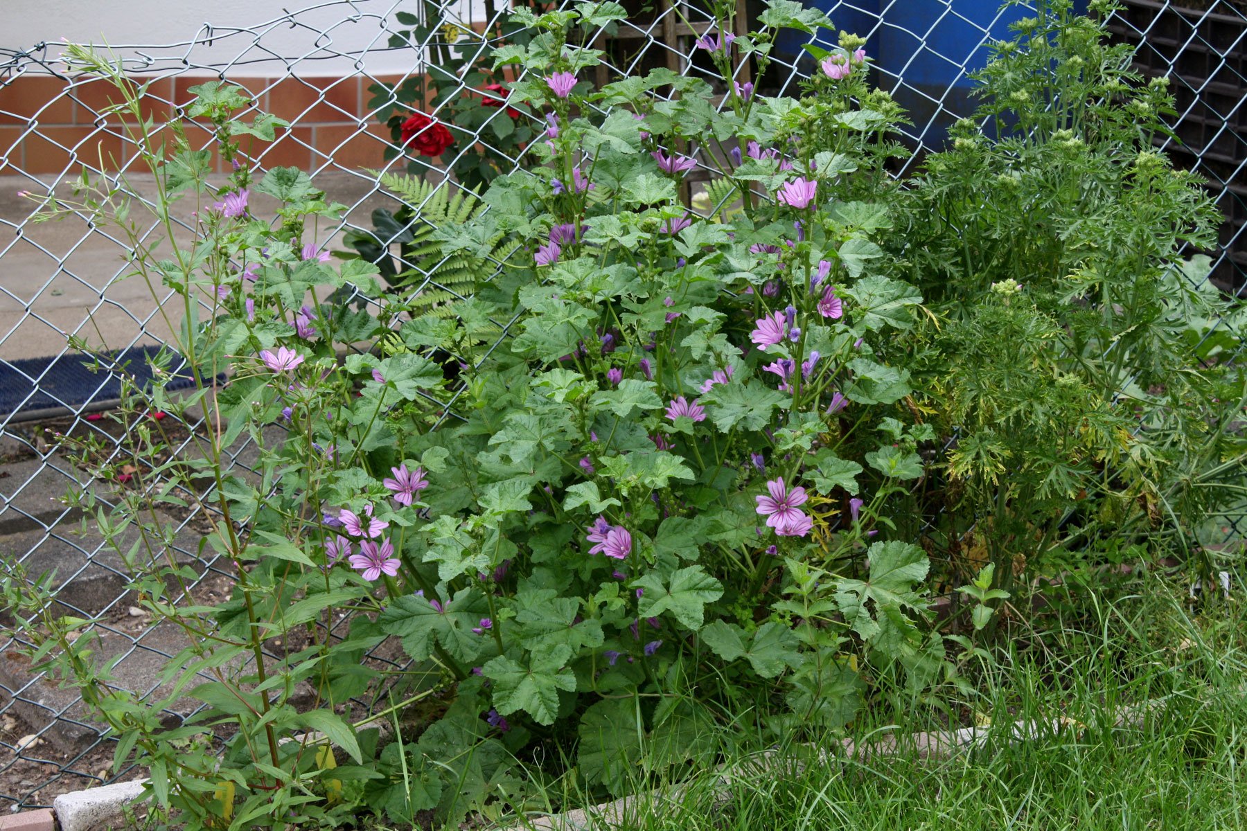 Common Mallow in my garden