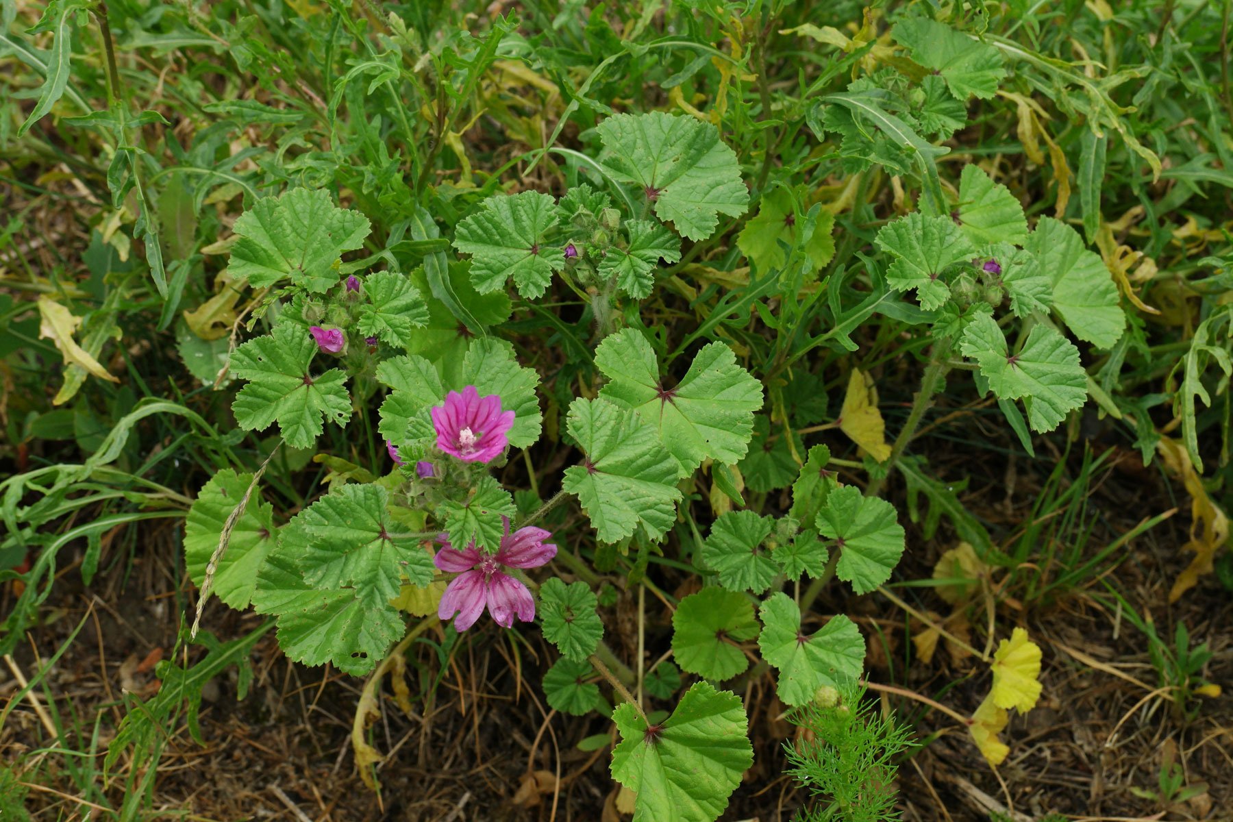 Common Mallow with Wild Rocket