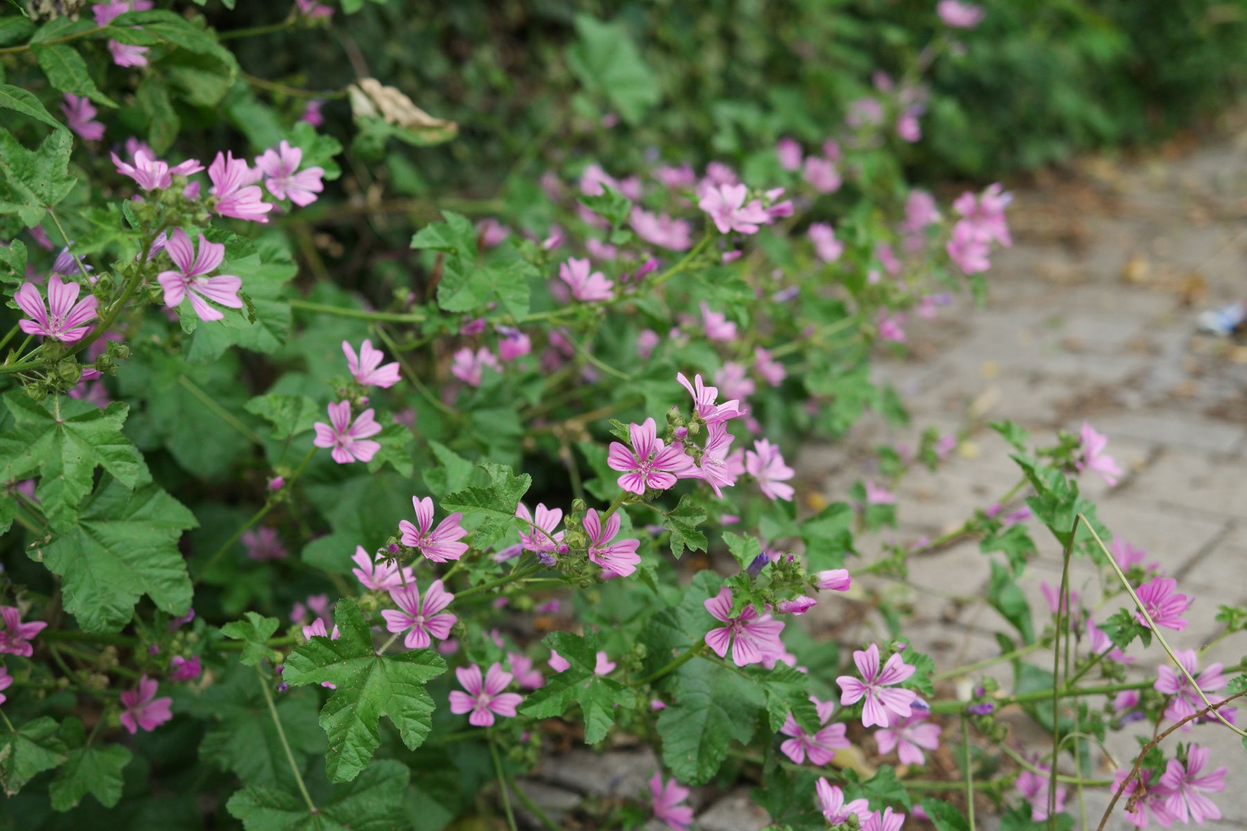 Common Mallow