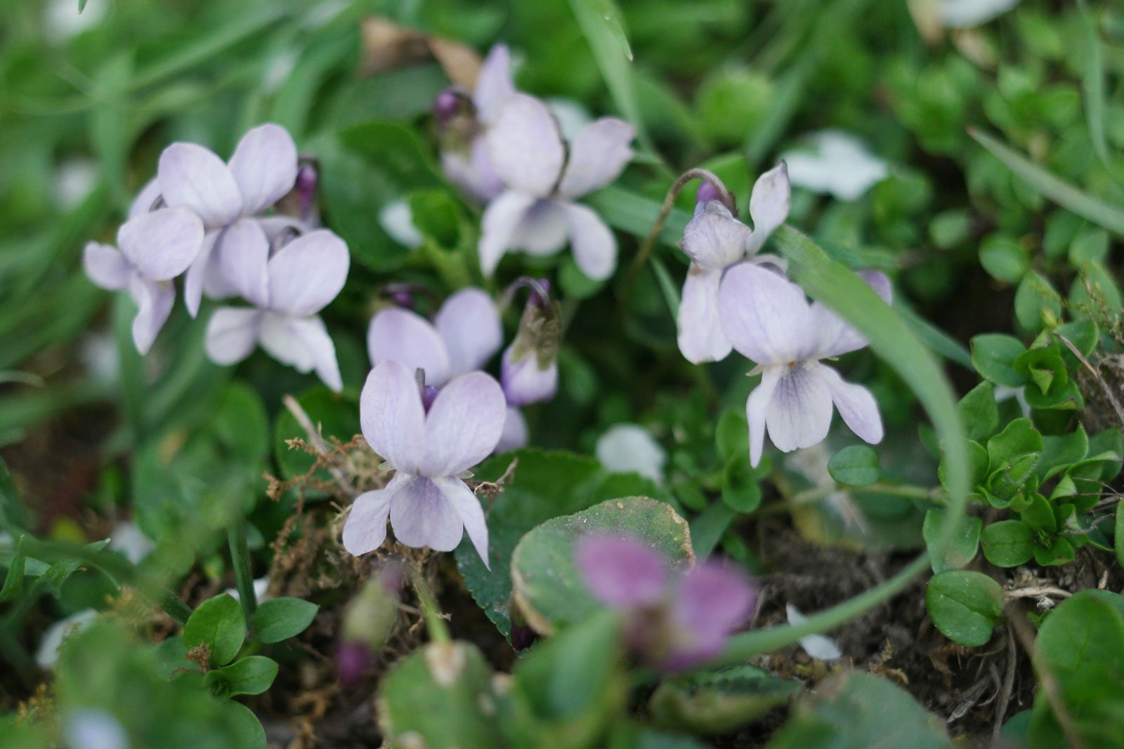 Common Violet