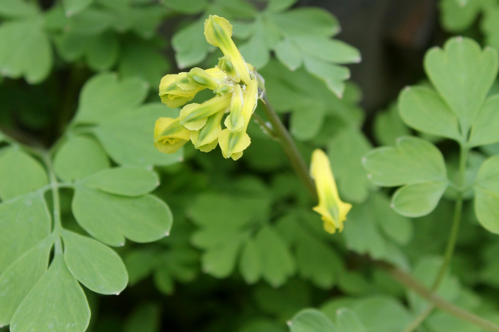 Corydalis lutea