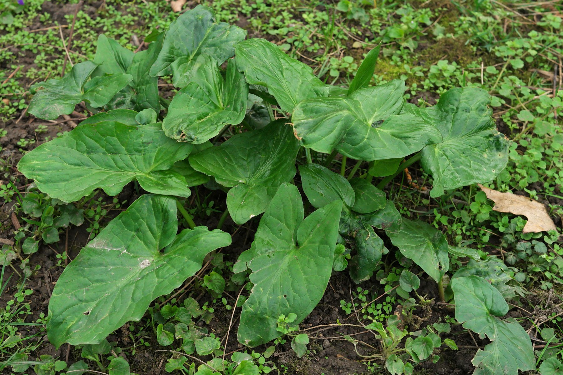 Cuckoo Pint