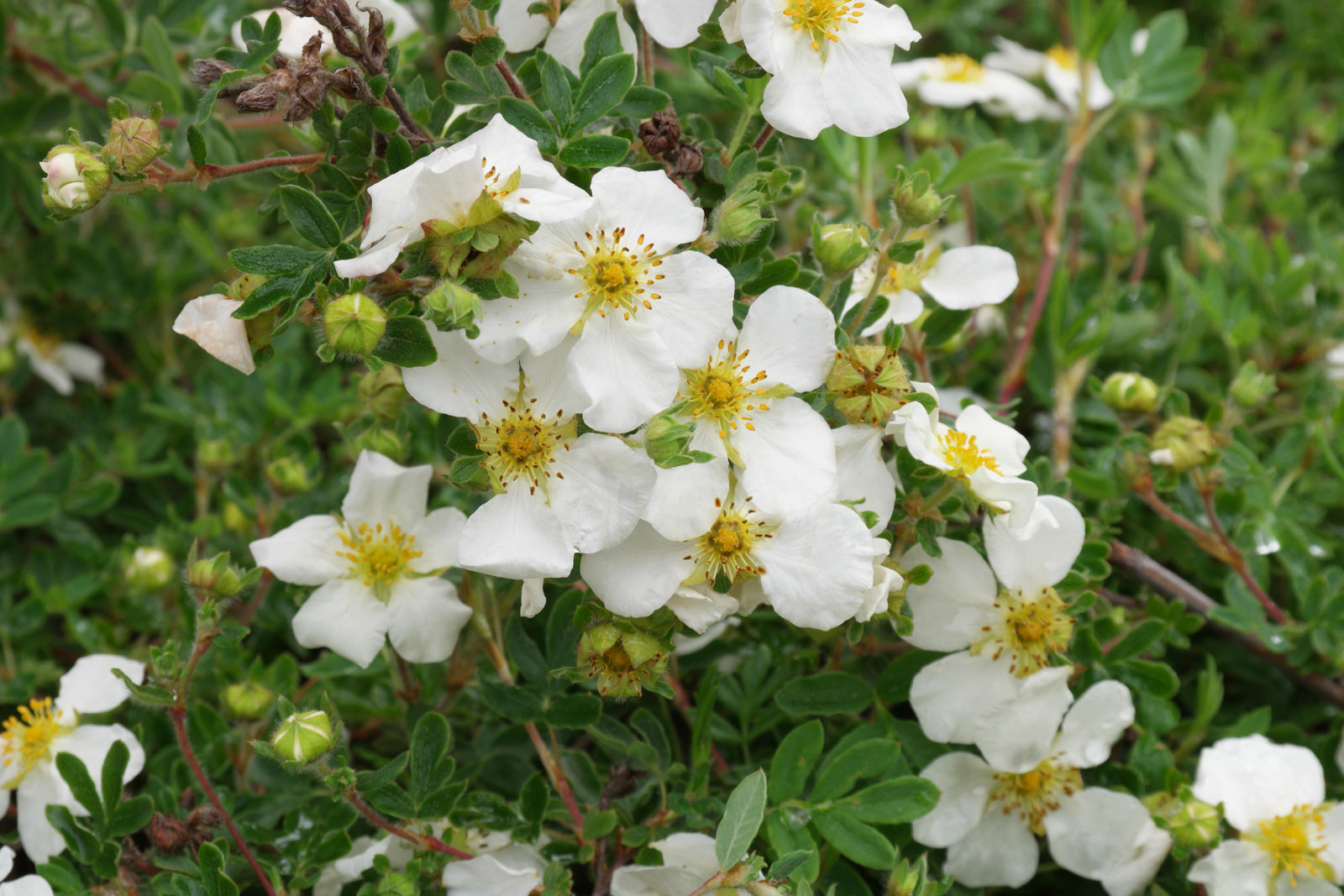 Dasiphora fruticosa Abbotswood