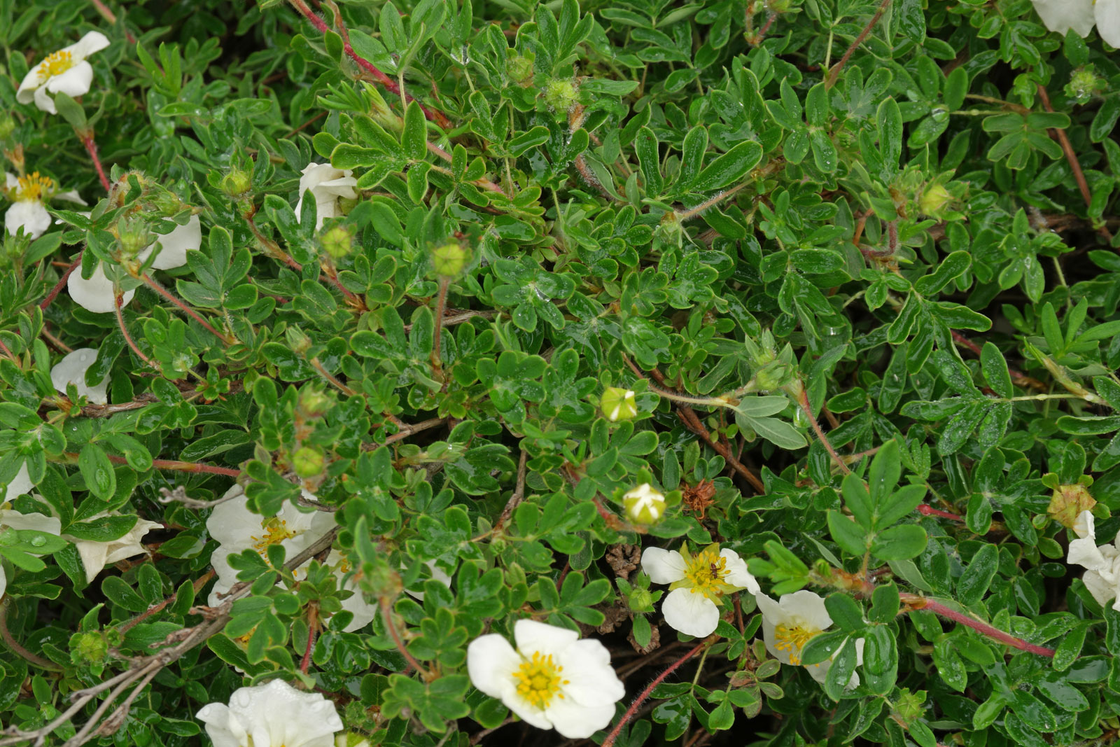 Dasiphora fruticosa Abbotswood