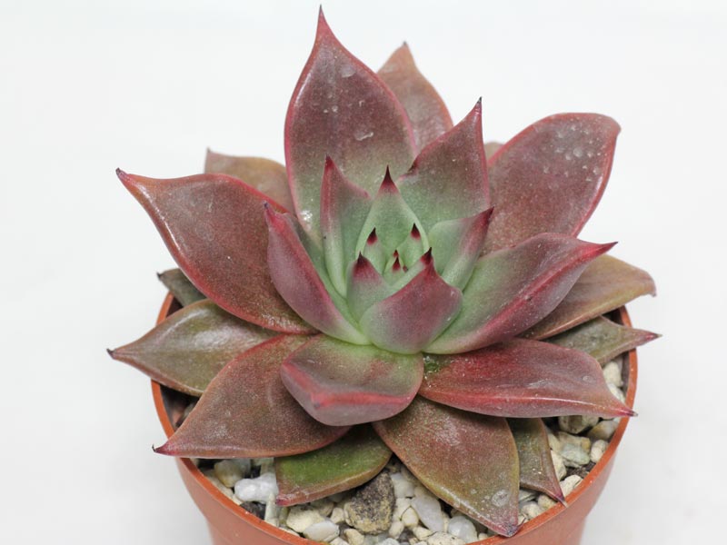 Echeveria Кан Кан