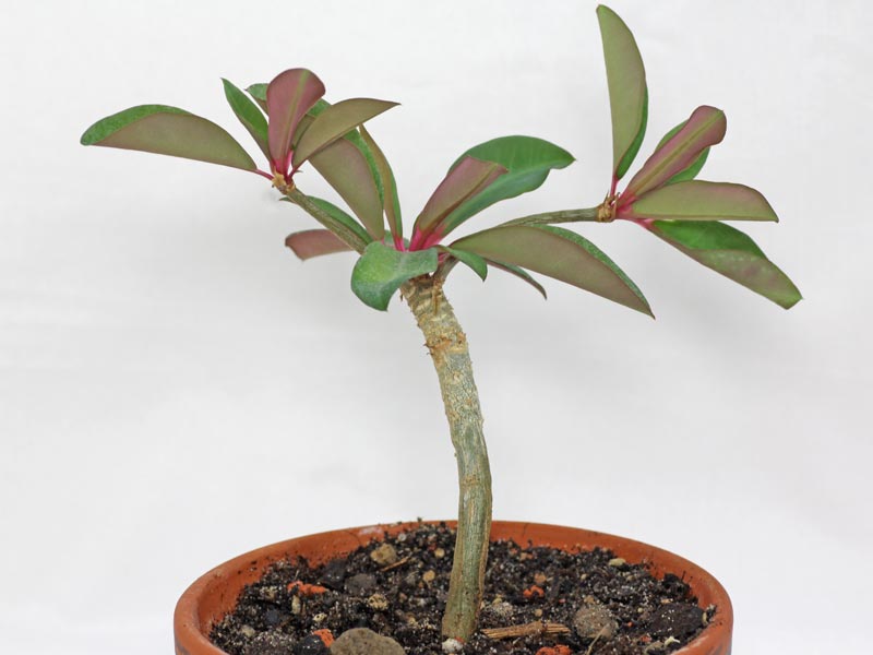 Euphorbiabongolavensis