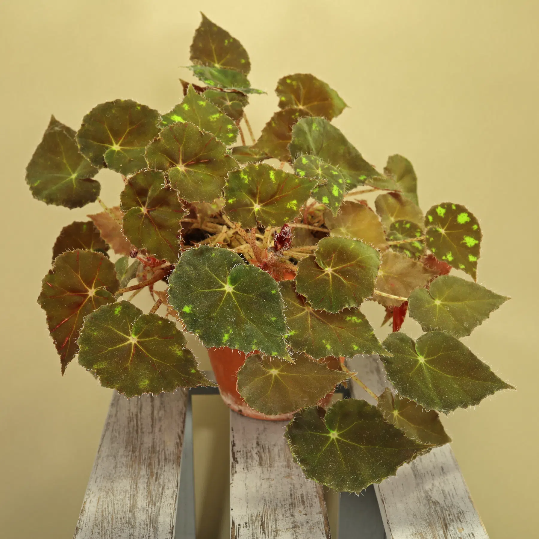 Eyelash Begonia