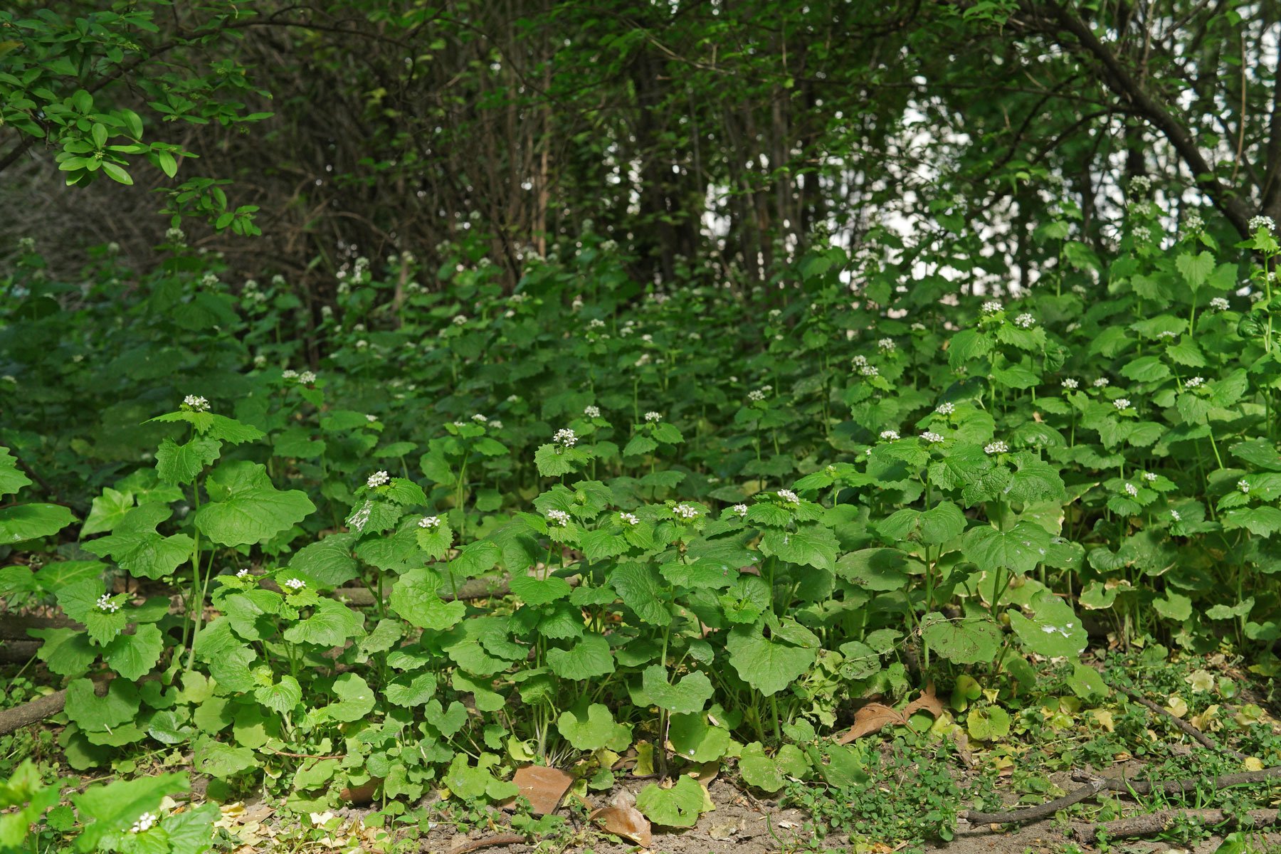 Garlic Mustard between bushes