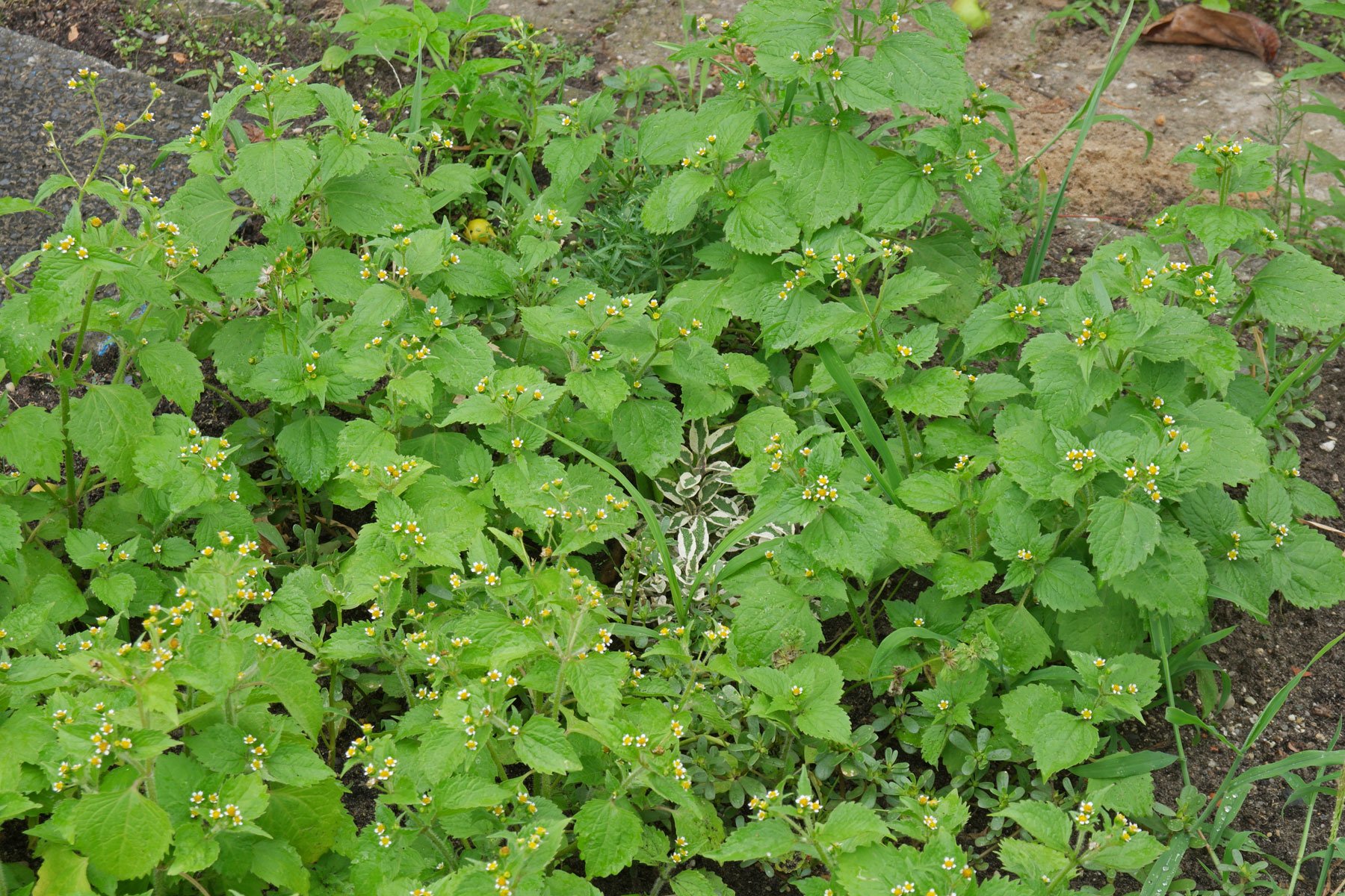 Hairy Galinsoga in a garden