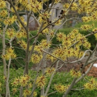 Hamamelis intermedia