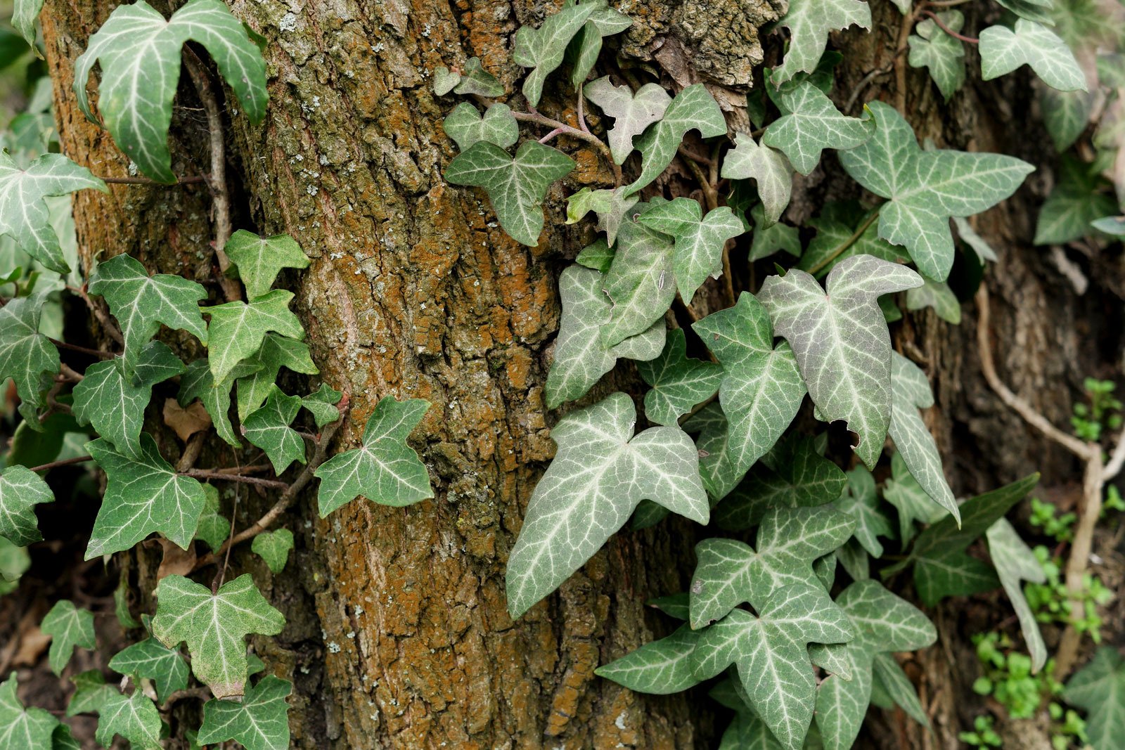 Hedera helix