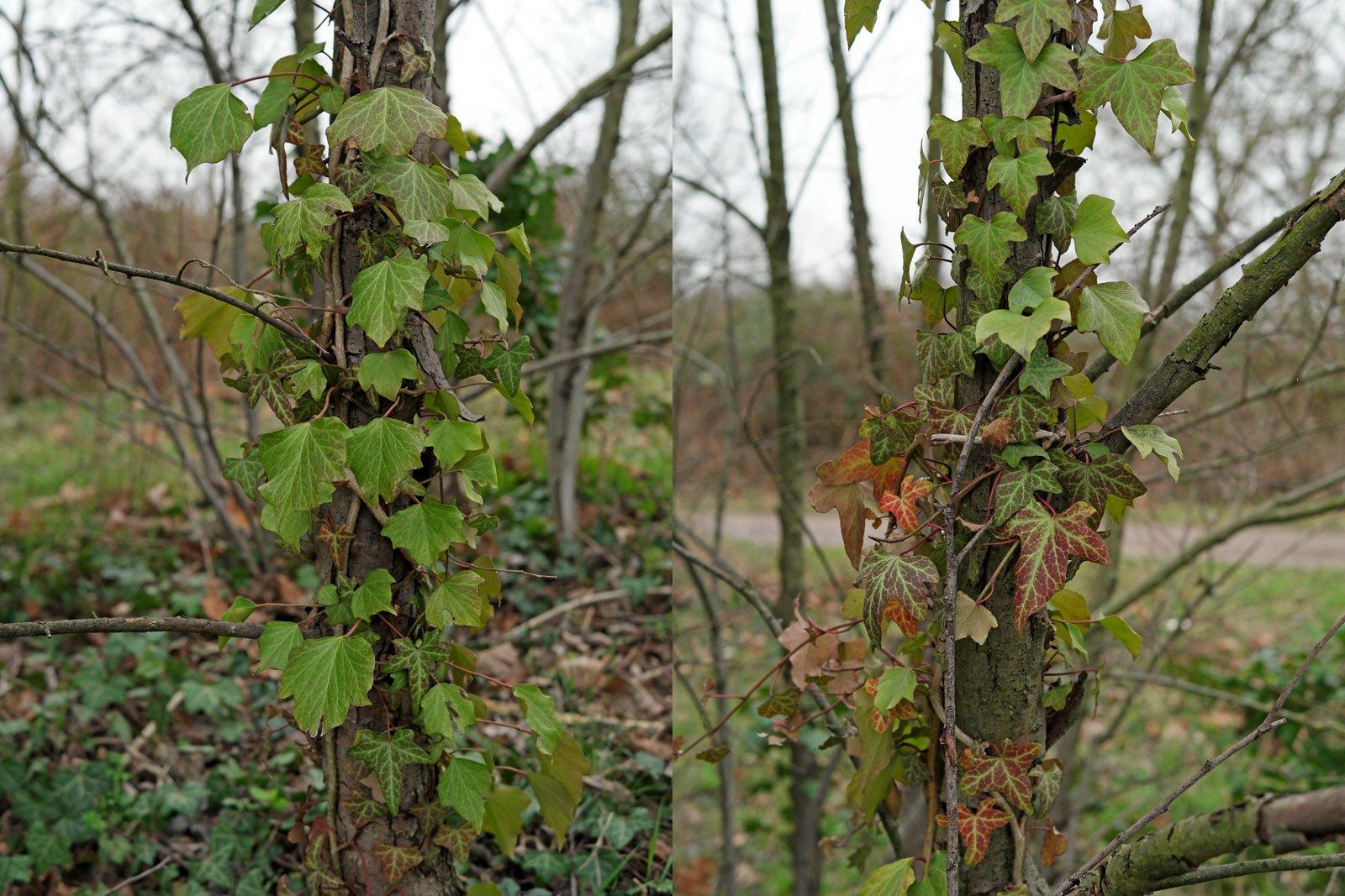 Hedera helix