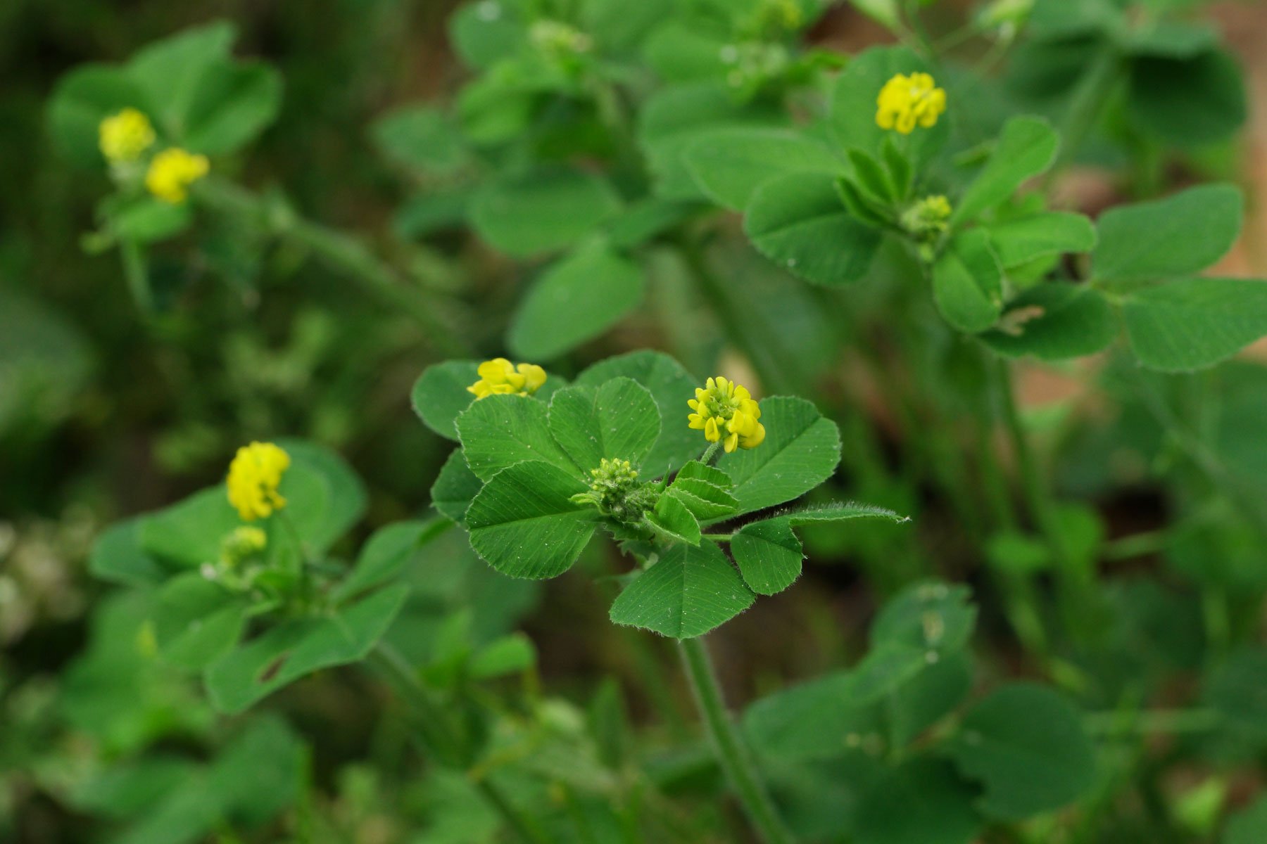 Hop Clover flowers