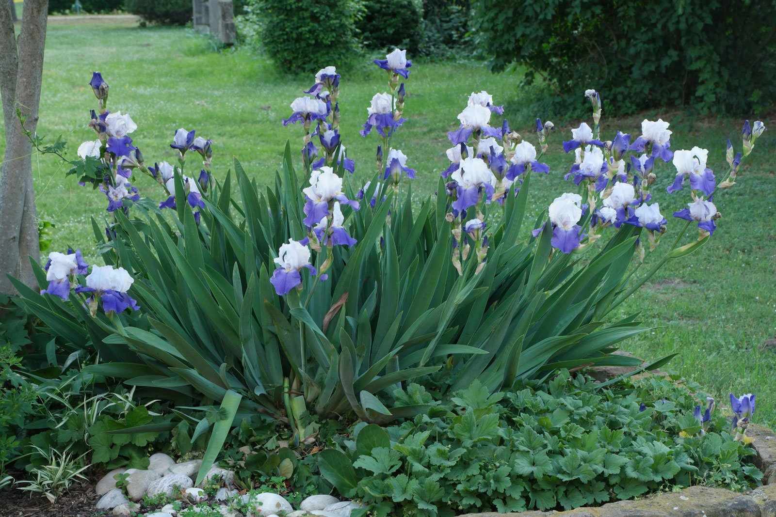 Iris × barbata cv.