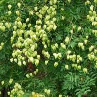 Koelreuteria paniculata