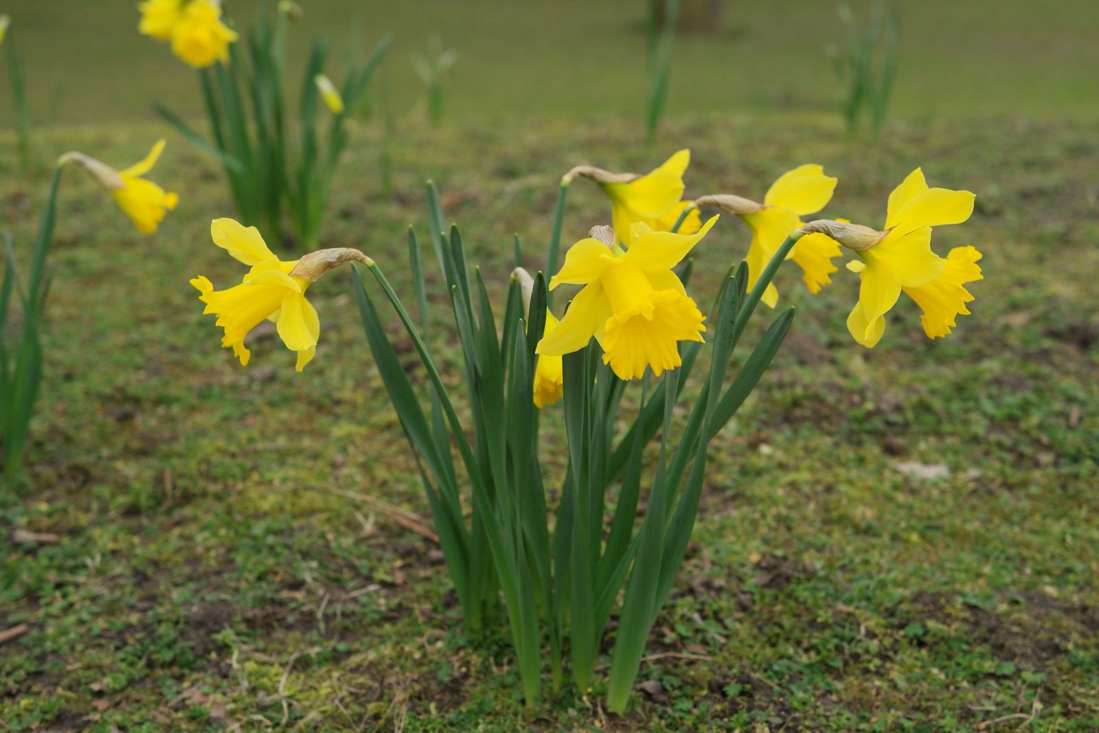 Lent Lily