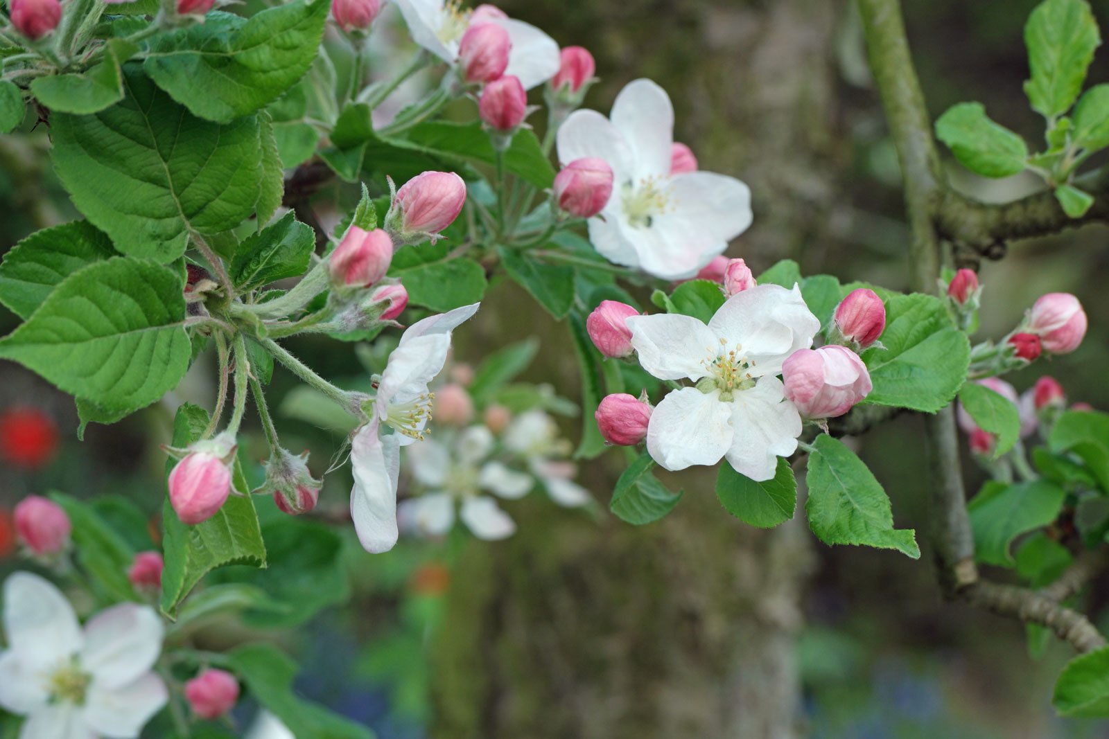 Malus domestica cv.
