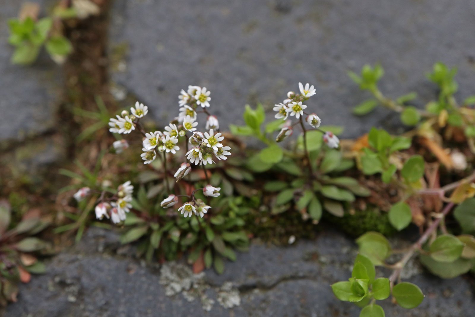 Nailwort