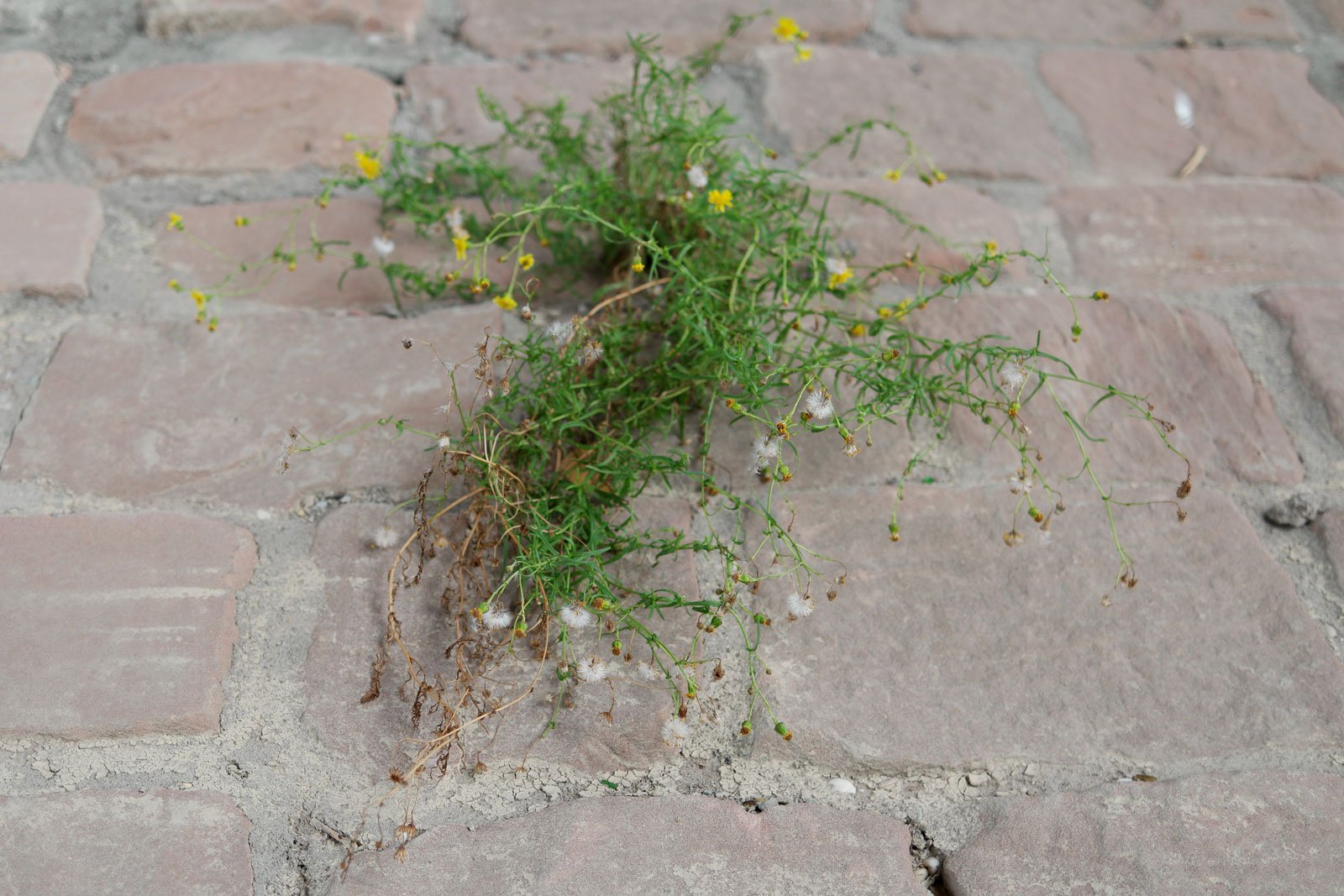 Narrow Leaf Ragwort