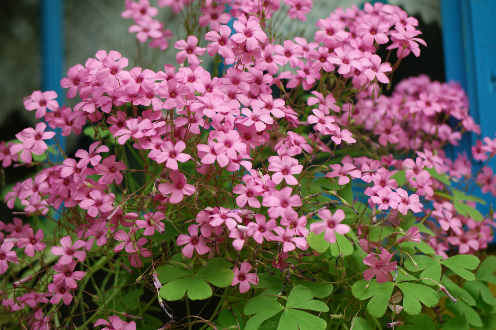 Oxalis articulata