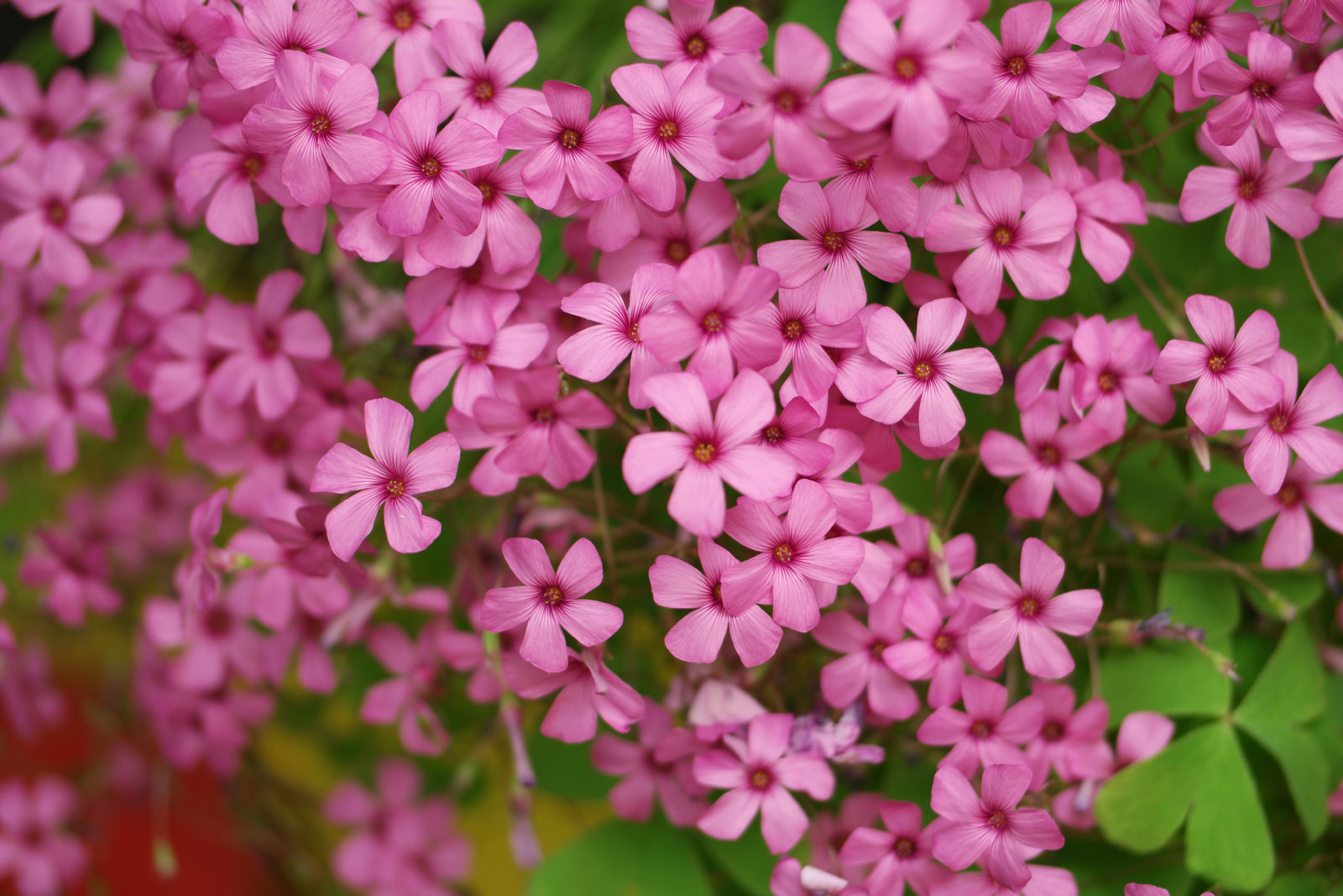 Oxalis articulata