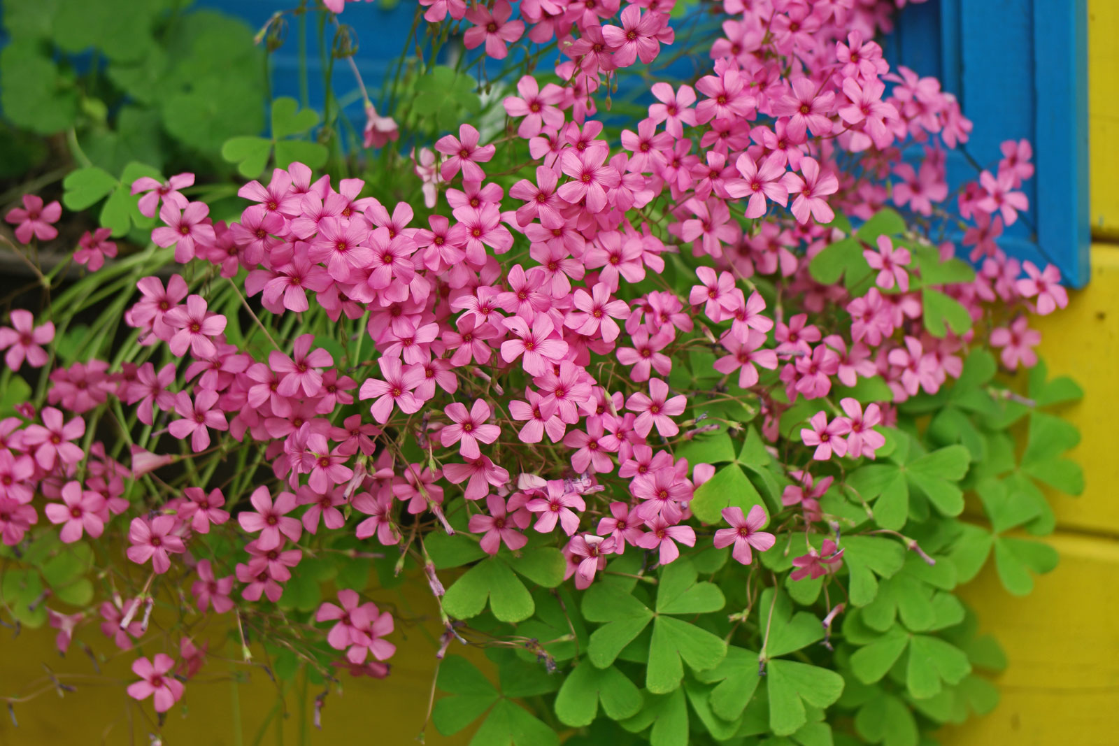 Oxalis articulata