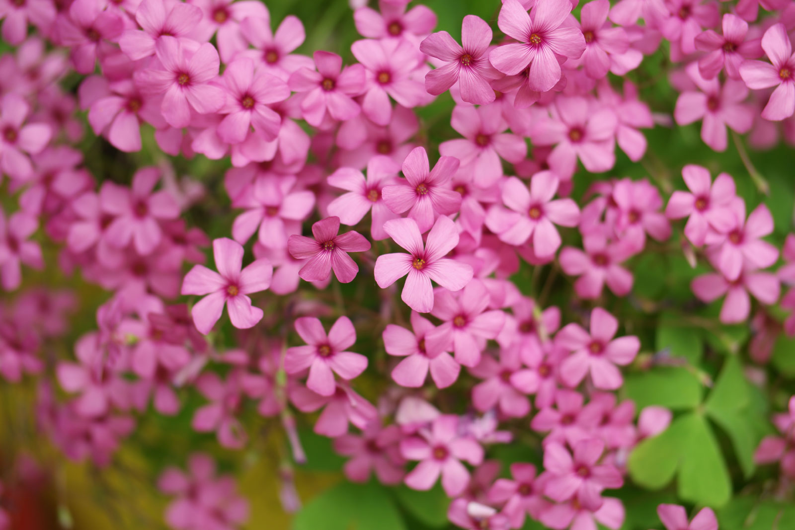 Oxalis articulata