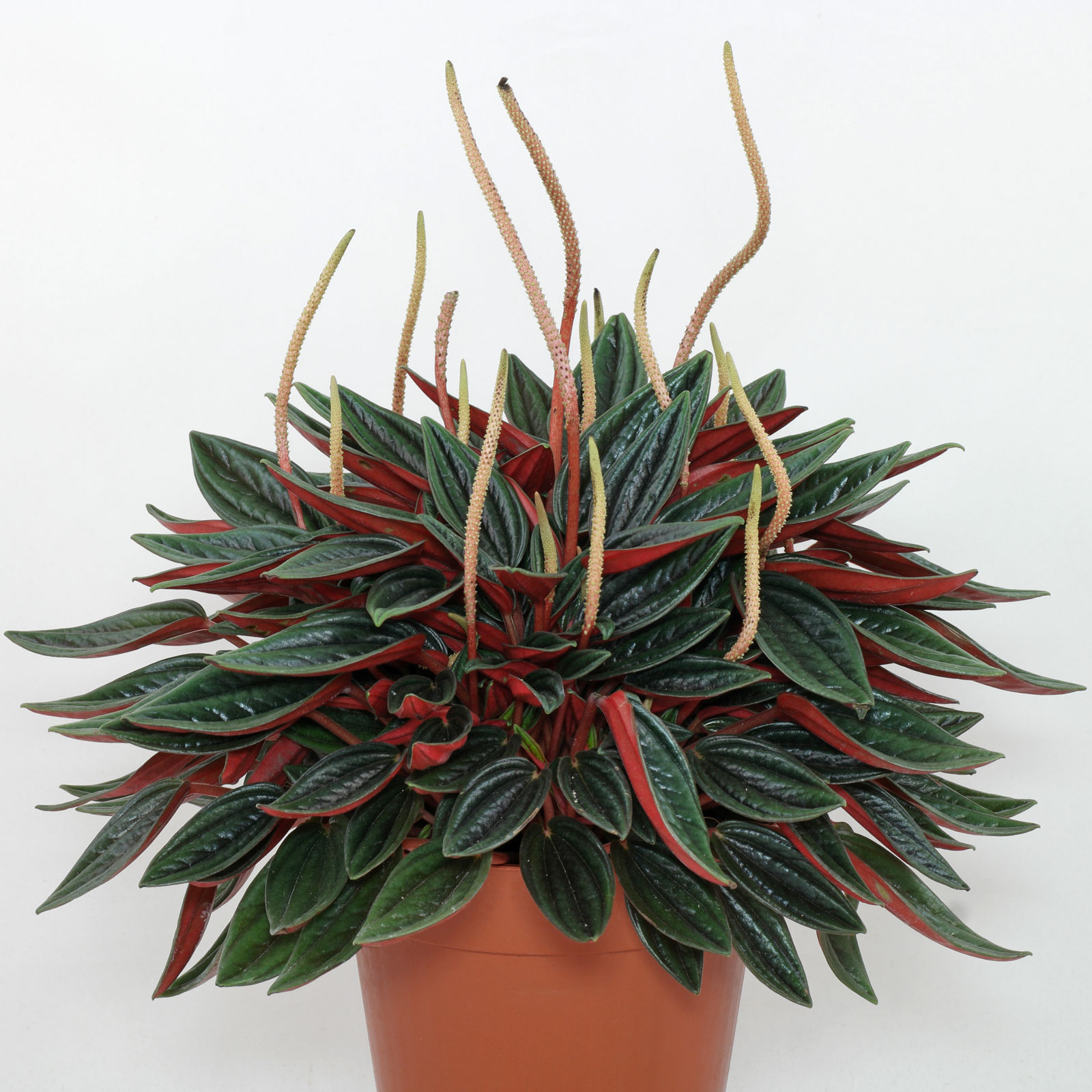 Peperomia caperata Rosso